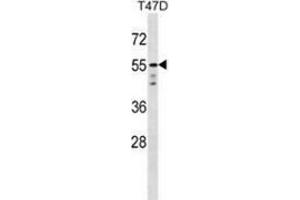 Western blot analysis in T47D cell line lysates (35ug/lane) using AKT1 / PKB  Antibody (C-term). (AKT1 Antikörper  (C-Term))