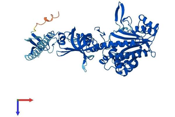 NARS Protein (AA 1-559) (His tag)