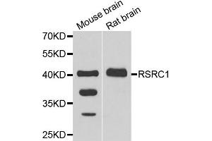 Western blot analysis of extracts of mouse brain and rat brain cell lines, using RSRC1 antibody. (RSRC1 Antikörper)