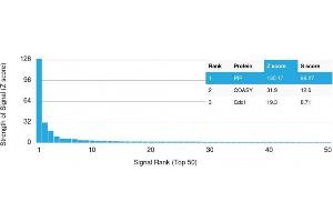 Analysis of Protein Array containing more than 19,000 full-length human proteins using GCDFP-15 (PIP) Mouse Monoclonal Antibody (PIP/1571) Z- and S- Score: The Z-score represents the strength of a signal that a monoclonal antibody (MAb) (in combination with a fluorescently-tagged anti-IgG secondary antibody) produces when binding to a particular protein on the HuProtTM array.