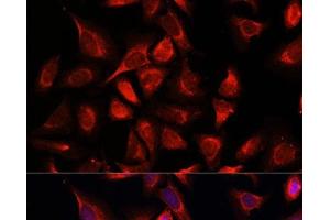 Immunofluorescence analysis of C6 cells using NDUFA4L2 Polyclonal Antibody at dilution of 1:100. (NDUFA4L2 Antikörper)
