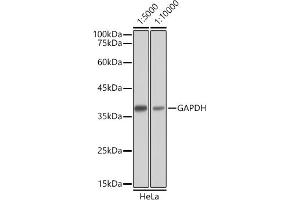 Western blot analysis of extracts of HeLa cells, using GAPDH antibody as the primary antibody. (Ziege anti-Maus IgG Antikörper (HRP))