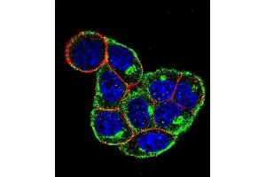 Confocal immunofluorescent analysis of CCND1- Antibody (ABIN651507 and ABIN2840269) with Hela cell followed by Alexa Fluor 488-conjugated goat anti-rabbit lgG (green). (Cyclin D1 Antikörper  (AA 203-238))