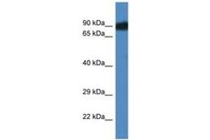Image no. 1 for anti-SCY1-Like 3 (SCYL3) (AA 503-552) antibody (ABIN6746533) (SCYL3 Antikörper  (AA 503-552))