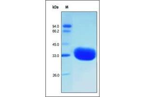 Human IgG1 Fc, Tag Free on SDS-PAGE under reducing (R) condition. (HEK-293 Cells IgG1 Isotyp-Kontrolle)
