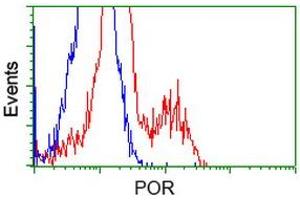 Image no. 2 for anti-P450 (Cytochrome) Oxidoreductase (POR) antibody (ABIN1497744) (POR Antikörper)