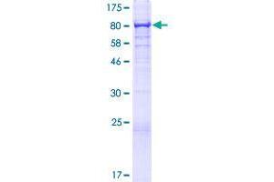 UBASH3B Protein (AA 1-649) (GST tag)