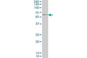 GGT1 monoclonal antibody (M01), clone 1F9 Western Blot analysis of GGT1 expression in NIH/3T3 . (GGT1 Antikörper  (AA 381-470))