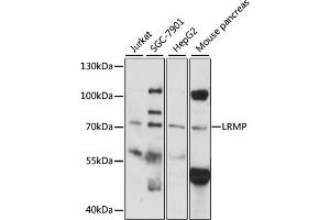 Western blot analysis of extracts of various cell lines, using LRMP antibody (ABIN6292176) at 1:1000 dilution.