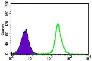 Flow cytometric analysis of K562 cells using PPP2CB mouse mAb (green) and negative control (purple). (PPP2CB Antikörper)