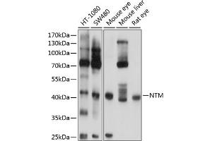 Western blot analysis of extracts of various cell lines, using NTM antibody (ABIN6129062, ABIN6144897, ABIN6144898 and ABIN6224849) at 1:1000 dilution. (Neurotrimin Antikörper  (AA 30-316))