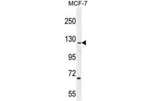 CASKIN2 Antibody (Center) western blot analysis in MCF-7 cell line lysates (35µg/lane). (CASKIN2 Antikörper  (Middle Region))
