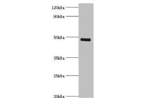 Western blot All lanes: KCNN4 antibody at 8 μg/mL + human serum Secondary Goat polyclonal to rabbit IgG at 1/10000 dilution Predicted band size: 48 kDa Observed band size: 48 kDa (KCNN4 Antikörper  (AA 288-427))