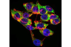 Immunocytochemistry (ICC) image for anti-Lipoprotein (Lp(a)) (AA 4330-4521) antibody (ABIN1845714) (Lp(a) Antikörper  (AA 4330-4521))