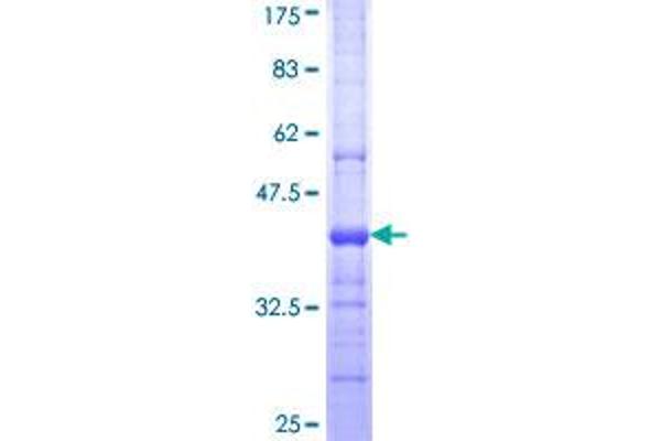 PLA2G15 Protein (AA 314-412) (GST tag)