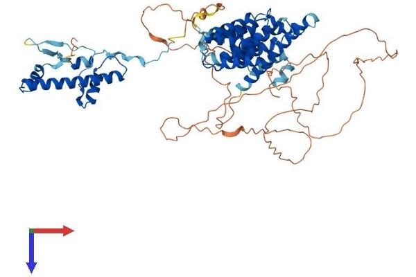 TAF6L Protein (AA 1-622) (His tag)