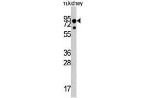 Western blot analysis of NTRK1 polyclonal antibody  in mouse liver tissue lysates (35 ug/lane). (TRKA Antikörper  (Internal Region))