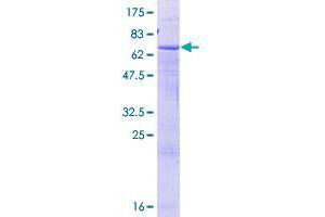 SPOPL Protein (AA 1-392) (GST tag)