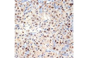 Immunohistochemistry of paraffin-embedded rat ovary using CDC40 Rabbit mAb (ABIN7266255) at dilution of 1:100 (40x lens). (CDC40 Antikörper)