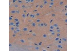 IHC-P analysis of Mouse Tissue, with DAB staining. (IFNA8 Antikörper  (AA 24-189))