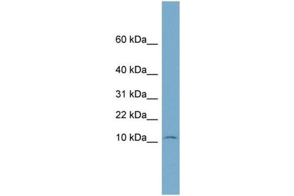 Nop10 Antikörper  (Middle Region)
