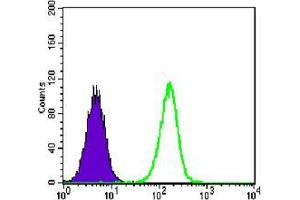 Flow cytometric analysis of A549 cells using anti-TCF3 mAb (green) and negative control (purple). (TCF3 Antikörper)