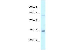 Western Blot showing EIF6 antibody used at a concentration of 1 ug/ml against Fetal Liver Lysate (EIF6 Antikörper  (C-Term))