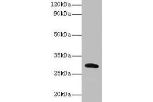 Western blot All lanes: Cela2a antibody at 2 μg/mL + Recombinant Chymotrypsin-like elastase family member 2A protein 0. (CELA2A Antikörper  (AA 31-271))