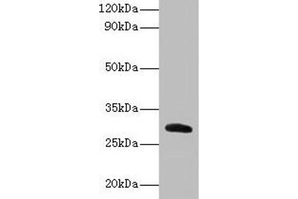 CELA2A 抗体  (AA 31-271)