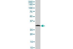 Western Blotting (WB) image for anti-Matrix Metallopeptidase 26 (MMP26) (AA 152-261) antibody (ABIN566027)