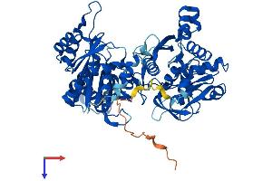CTP Synthase Protein (CTPS) (AA 1-591) (His tag)