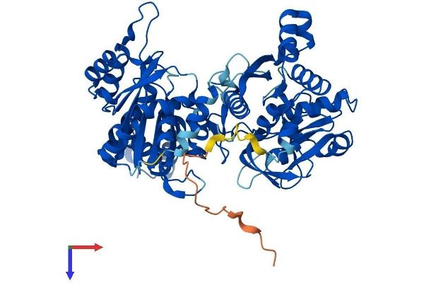 CTP Synthase Protein (CTPS) (AA 1-591) (His tag)
