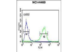 Flow cytometric analysis of NCI-H460 cells (right histogram) compared to a negative control cell (left histogram). (PISD Antikörper  (AA 223-250))