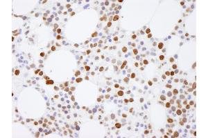 Immunohistochemistry (IHC) image for anti-Histone H4 (HISTH4) (C-Term) antibody (ABIN7448595)