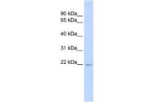WB Suggested Anti-TNFSF18 Antibody Titration:  0. (TNFSF18 Antikörper  (Middle Region))