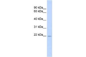 Western Blotting (WB) image for anti-Tumor Necrosis Factor (Ligand) Superfamily, Member 18 (TNFSF18) (Middle Region) antibody (ABIN2782664)