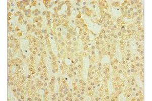 Immunohistochemistry of paraffin-embedded human adrenal gland tissue using ABIN7160782 at dilution of 1:100 (SGSH Antikörper  (AA 273-502))
