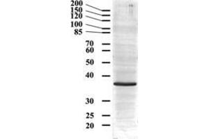 ABIN185543 (0. (GAPDH Antikörper  (Internal Region))