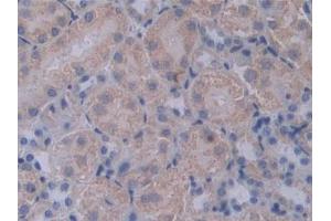 IHC-P analysis of Mouse Kidney Tissue, with DAB staining. (PCSK1 Antikörper  (AA 244-530))