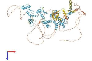 ZBTB17 Protein (AA 1-803) (His tag)