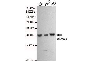 Western blot detection of WDR77 in C6,3T3 and K562 cell lysates using WDR77 mouse mAb (1:1000 diluted). (WDR77 Antikörper)