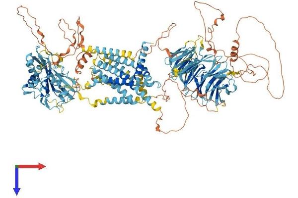 SREBF chaperone Protein (SCAP) (AA 1-1279) (His tag)