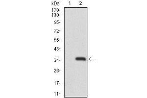 Western blot analysis using RAG1 mAb against HEK293 (1) and RAG1 (AA: 818-868)-hIgGFc transfected HEK293 (2) cell lysate. (RAG1 Antikörper  (AA 818-868))