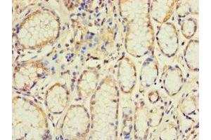 Immunohistochemistry of paraffin-embedded human stomach tissue using ABIN7152265 at dilution of 1:100 (Exonuclease 1 Antikörper  (AA 301-600))