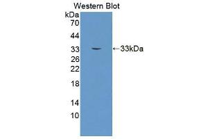 Western blot analysis of the recombinant protein. (Meerschweinchen anti-Kaninchen IgG1 (AA 1-180) Antikörper)