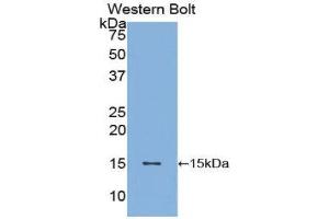 Western Blotting (WB) image for anti-Brain-Derived Neurotrophic Factor (BDNF) (AA 128-247) antibody (ABIN3209750) (BDNF Antikörper  (AA 128-247))