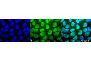 Immunocytochemistry/Immunofluorescence analysis using Rabbit Anti-Methylated Lysine Polyclonal Antibody . (Lysine (lys) (methylated) Antikörper (Biotin))