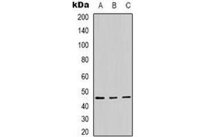 Western blot analysis of Panopsin expression in Hela (A), A431 (B), mouse brain (C) whole cell lysates. (OPN3 Antikörper)