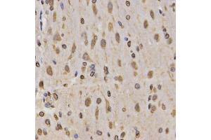 Immunohistochemistry of paraffin-embedded rat brain using MonoMethyl-Histone H3-K4 antibody (ABIN1872994) at dilution of 1:200 (40x lens). (Histone 3 Antikörper  (H3K4me))