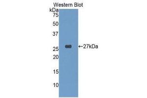 Western Blotting (WB) image for anti-Glutathione S-Transferase alpha 4 (GSTA4) (AA 3-222) antibody (ABIN1078079) (GSTA4 Antikörper  (AA 3-222))